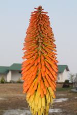 Kniphofia Northiae Nature Yellow Orange Red Succul